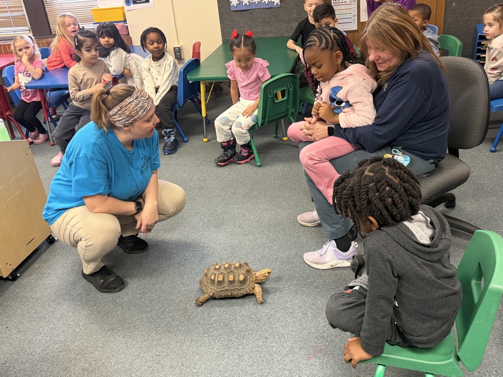 A tortuise walking on the floor of a classroom. 
