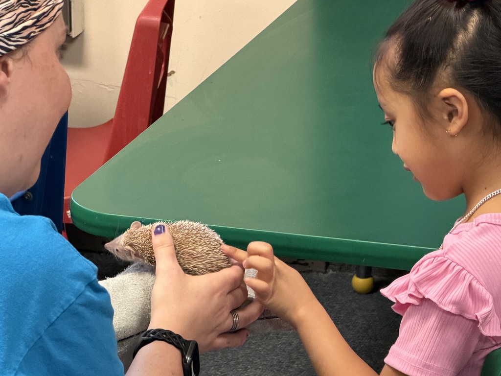Young girl petting a hedgehog.