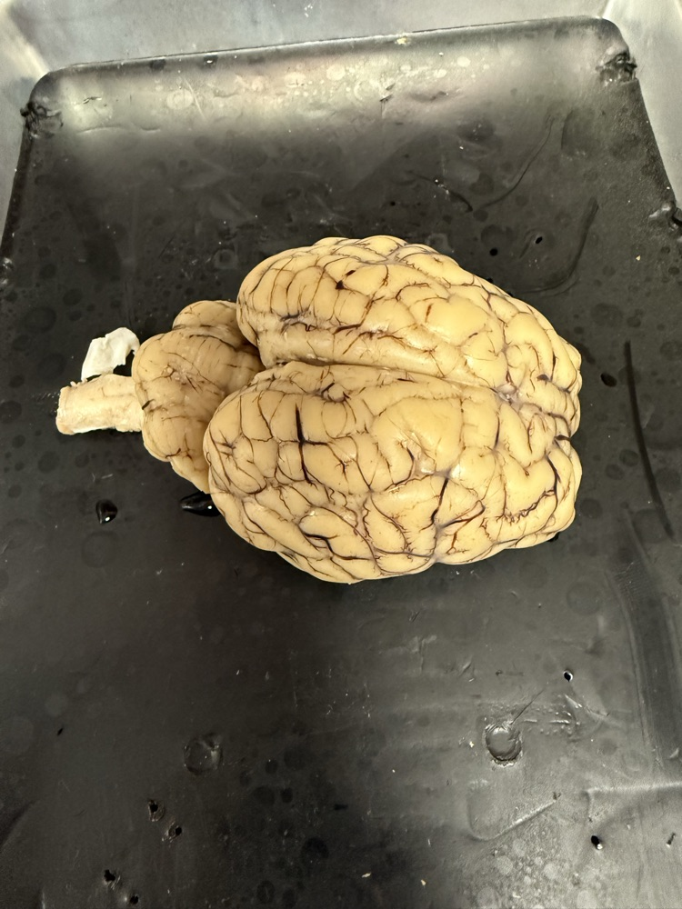 Sheep brain dissection in bio today 🧠