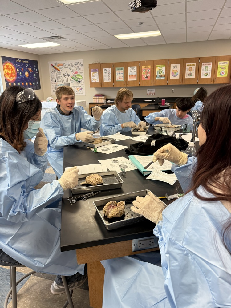 Sheep brain dissection in bio today 🧠
