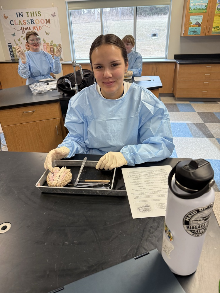 Sheep brain dissection in bio today 🧠
