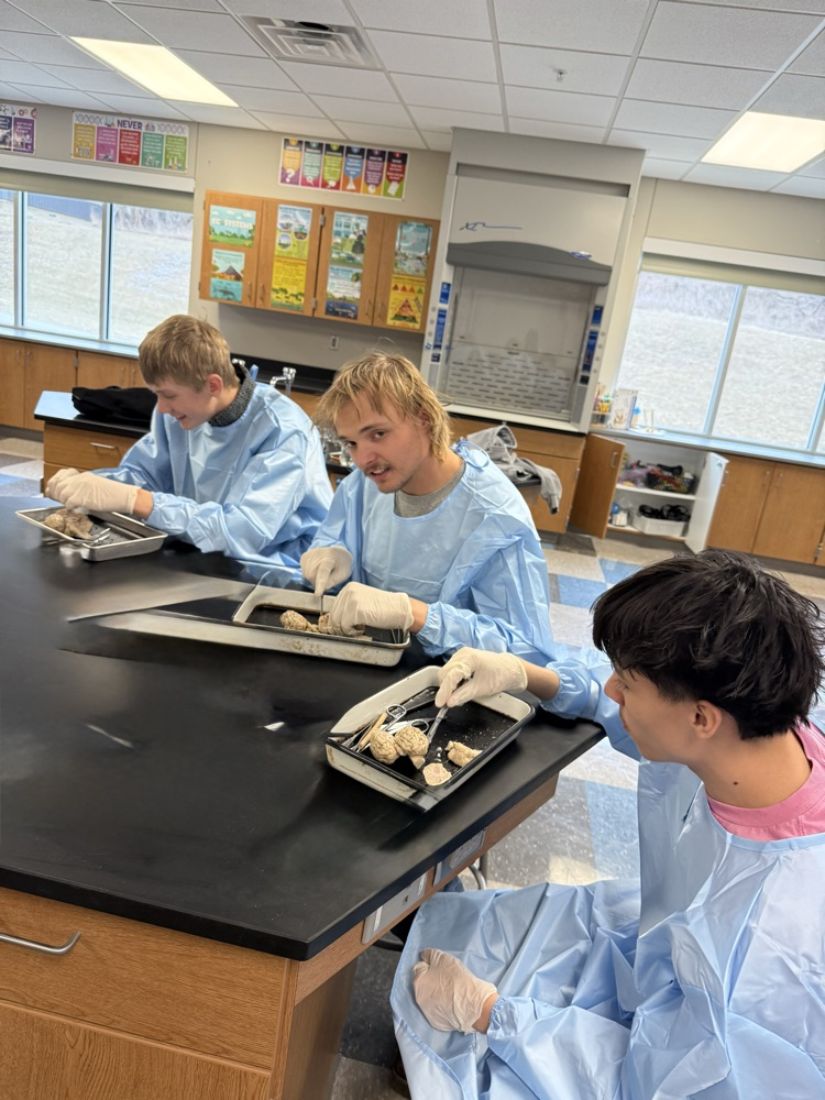 Sheep brain dissection in bio today 🧠