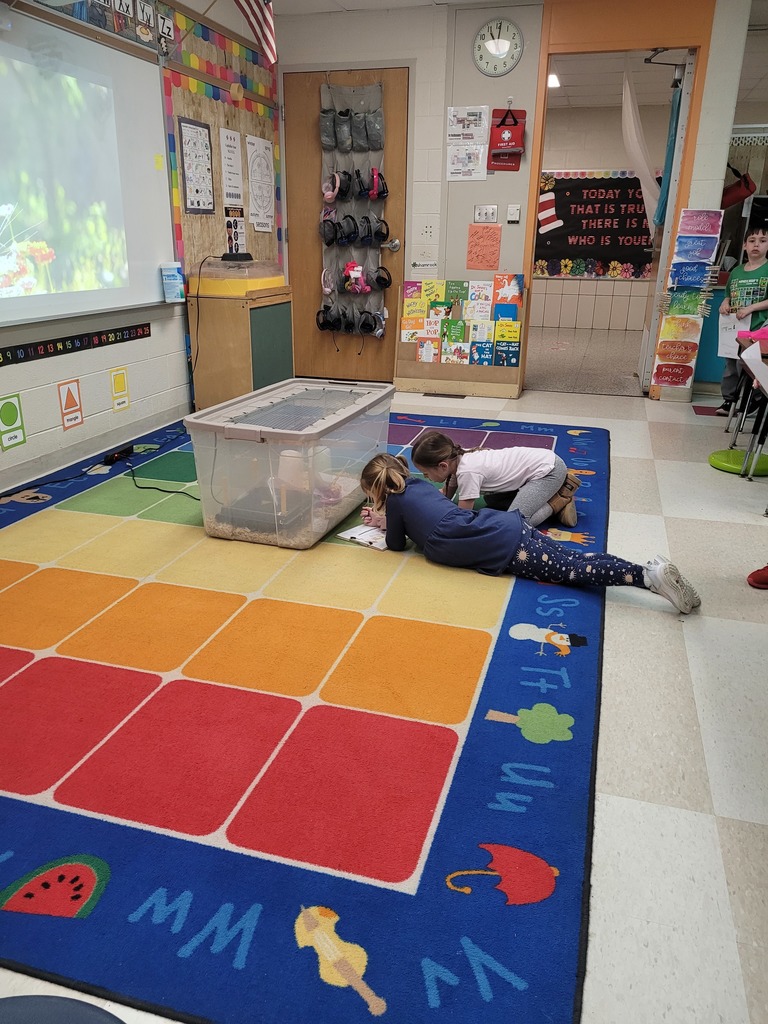 Mrs. Campbell's class and the baby chicks