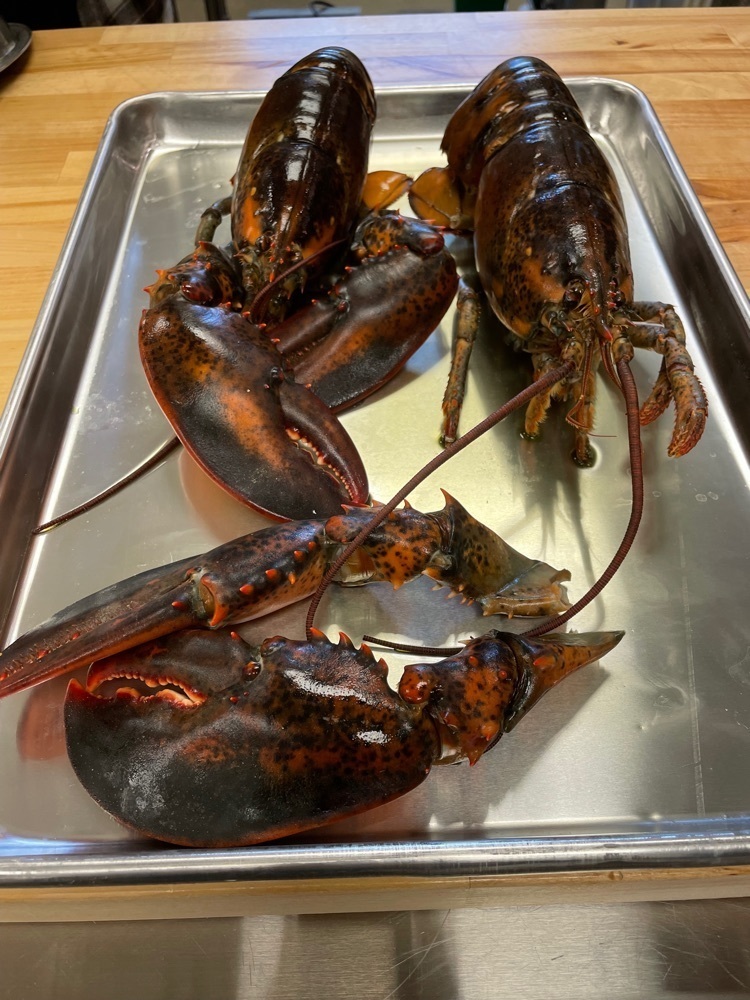 lobsters 