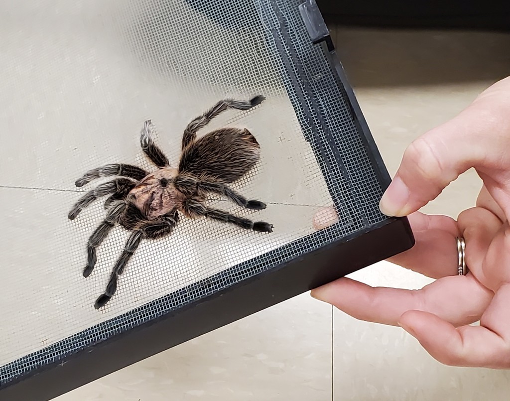 Rosie the tarantula