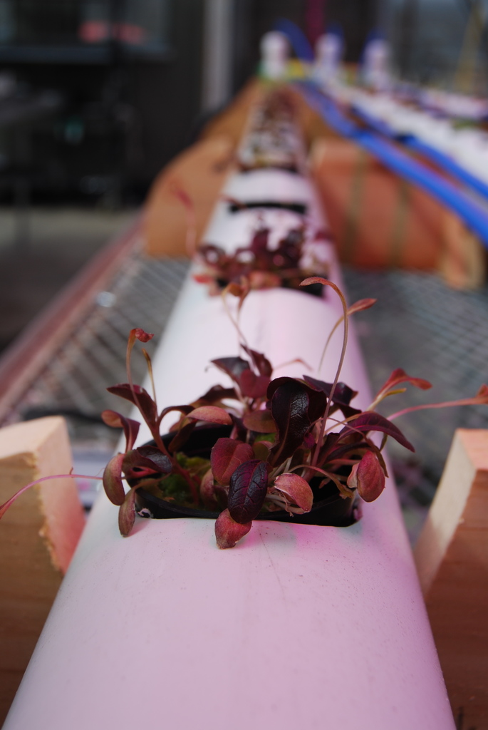 Lettuce for Cafeteria 