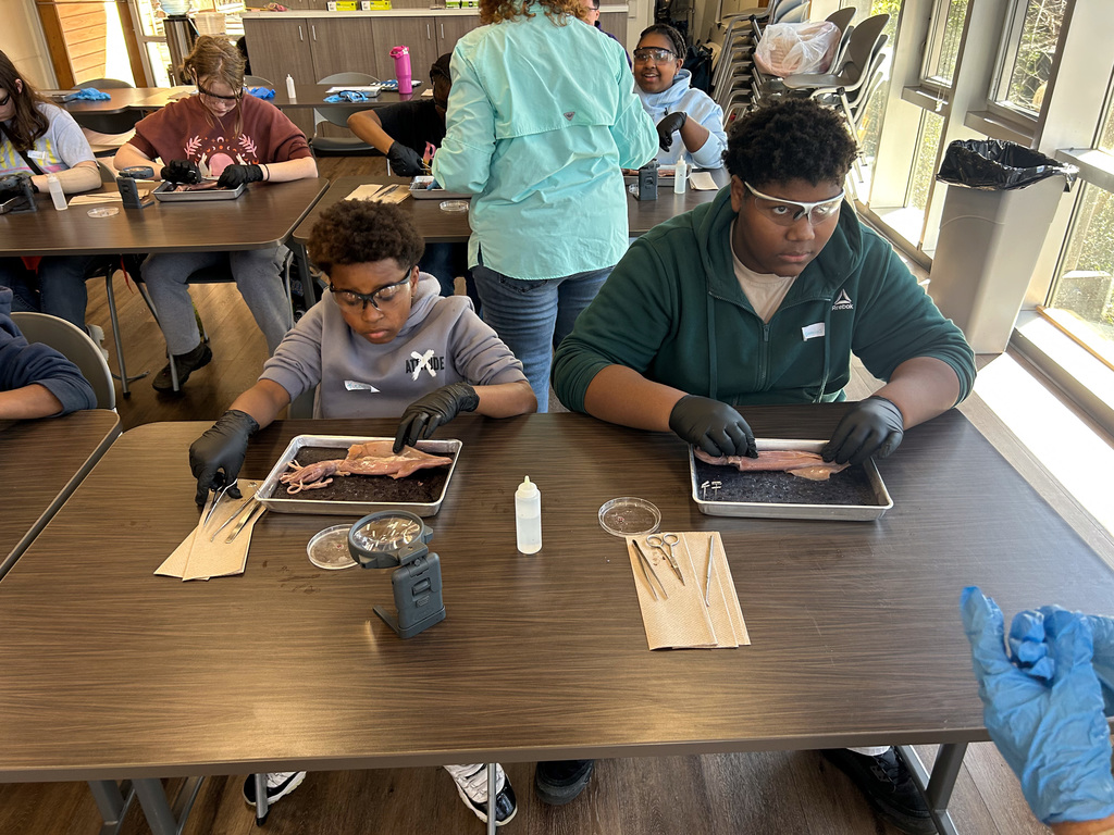 Middle school students dissecting a squid