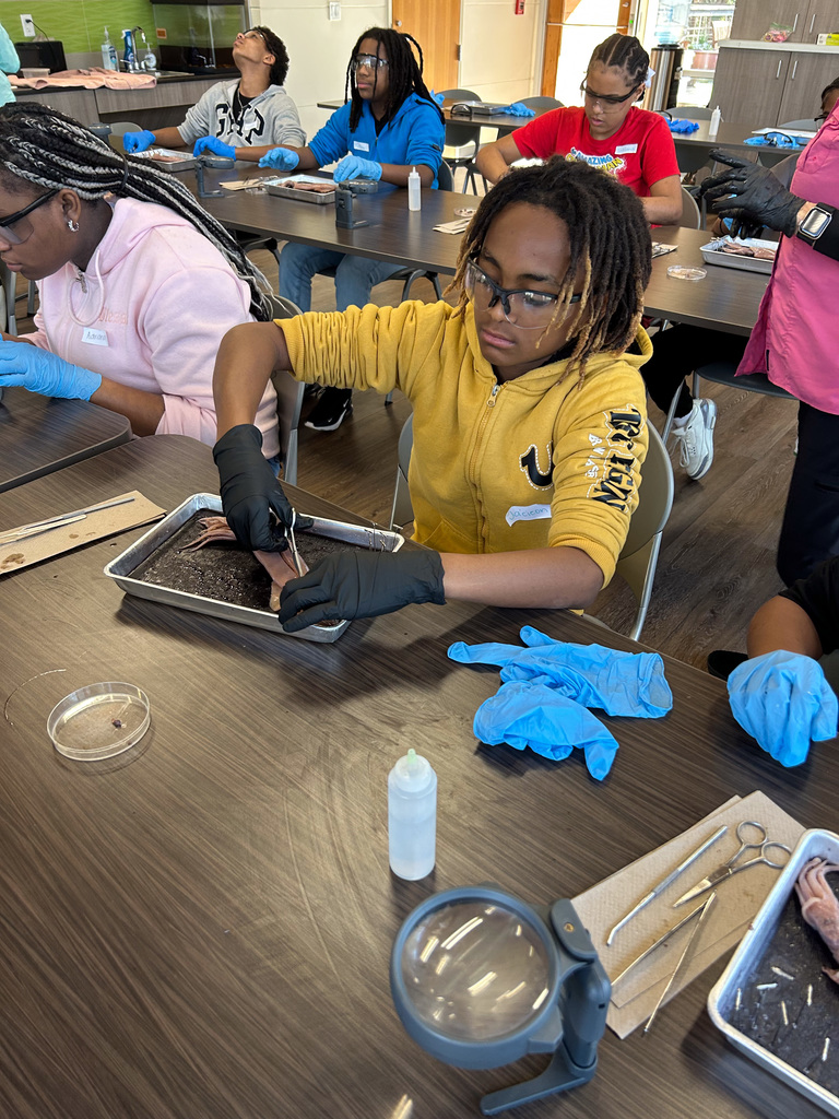 Middle school students dissecting a squid
