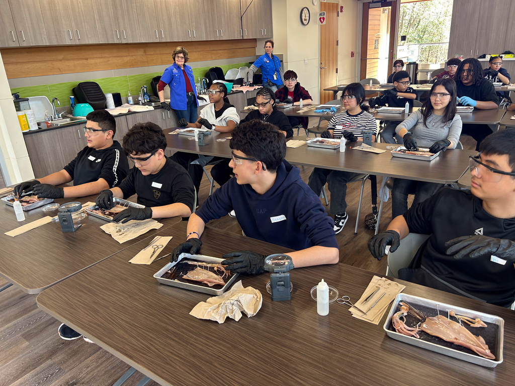Middle school students dissecting a squid