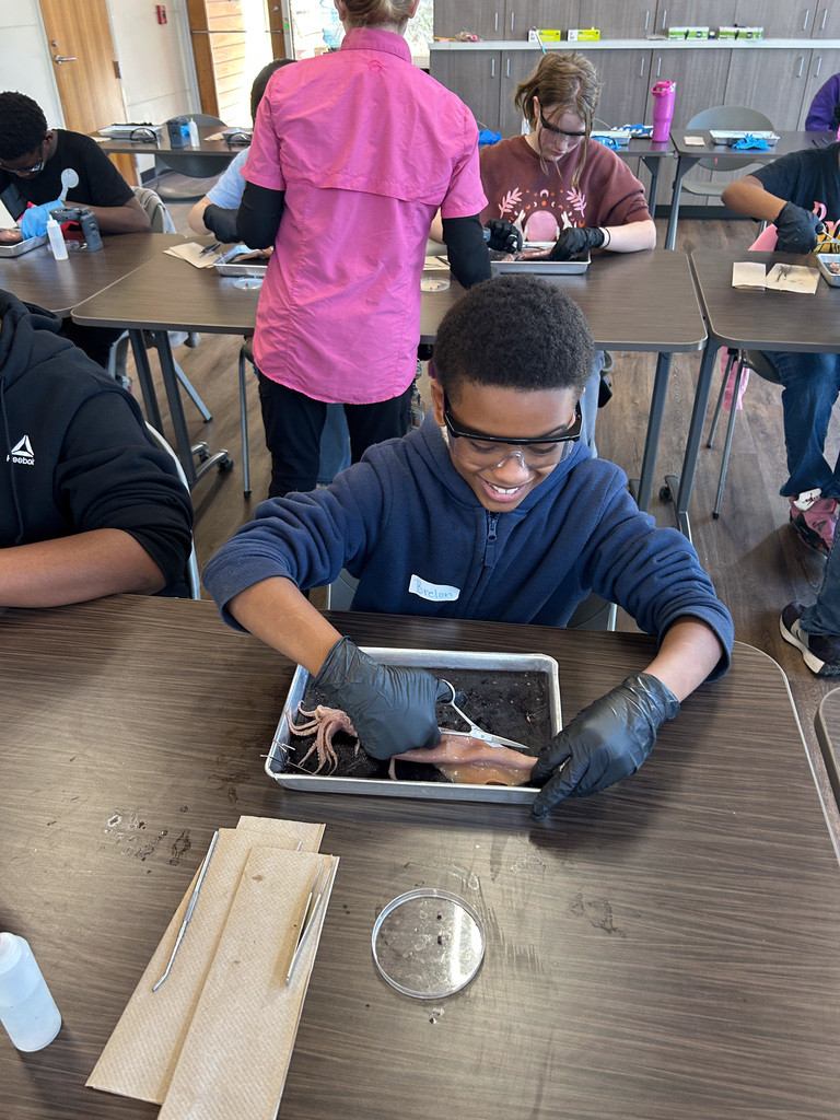 Middle school students dissecting a squid