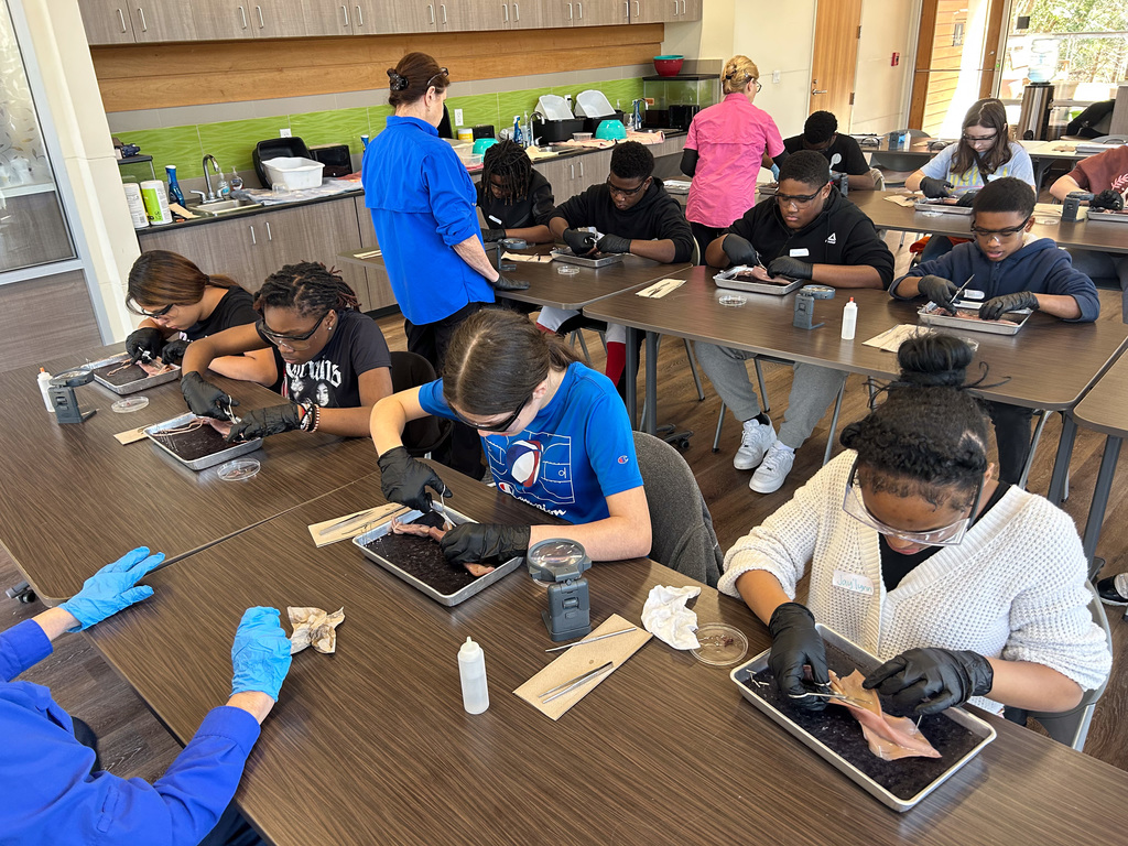 Middle school students dissecting a squid