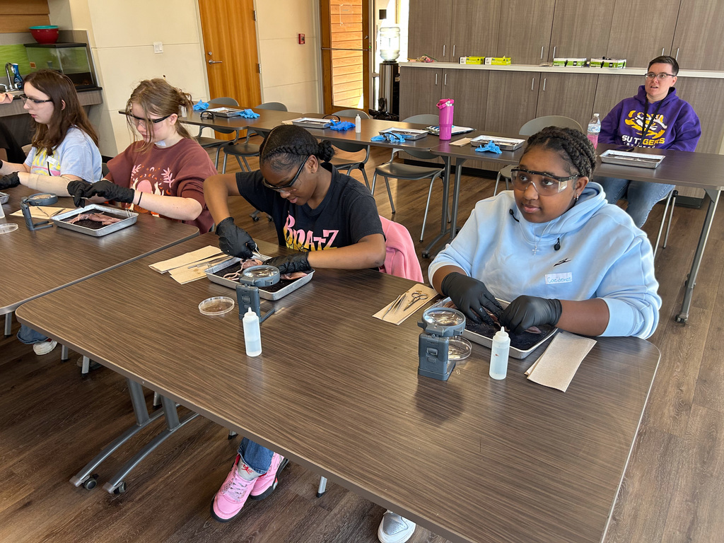 Middle school students dissecting a squid