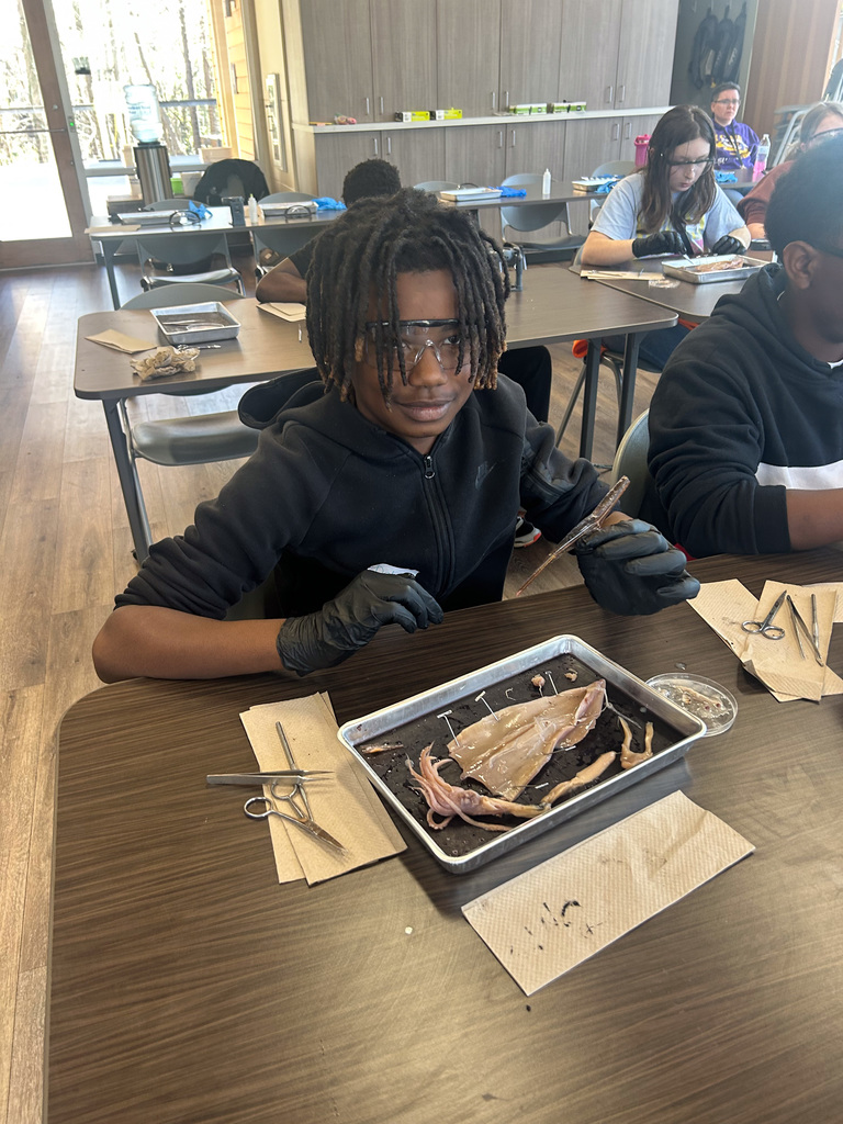 Middle school students dissecting a squid