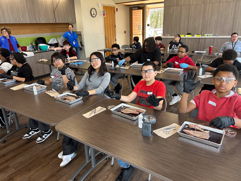 Middle school students dissecting a squid