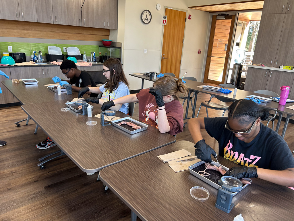 Middle school students dissecting a squid