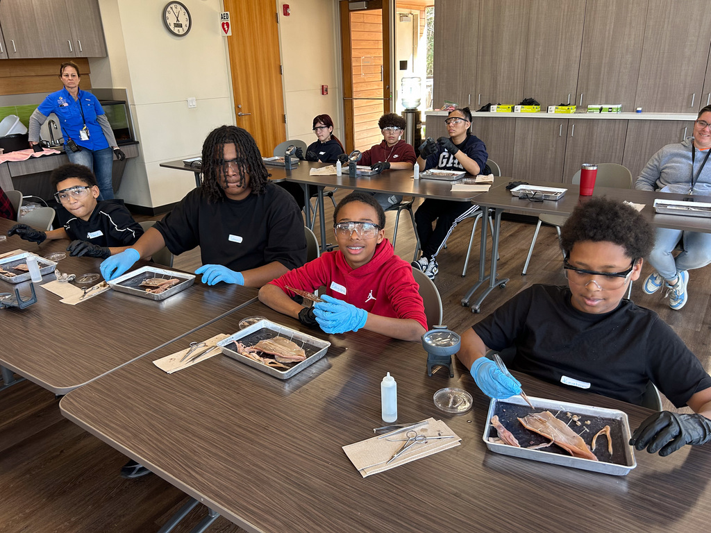 Middle school students dissecting a squid