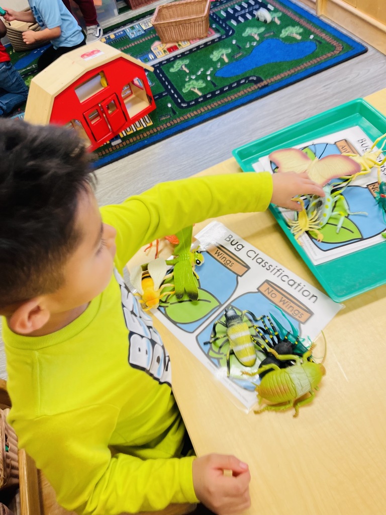 A little boy is sorting insects according to if they have wings or not.