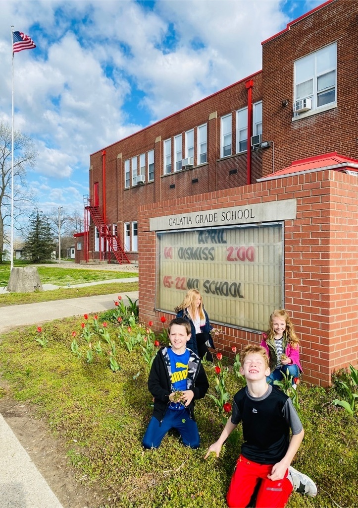 Grade School students pull weeds around the red tulips they planted in November.