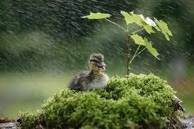 ducks
