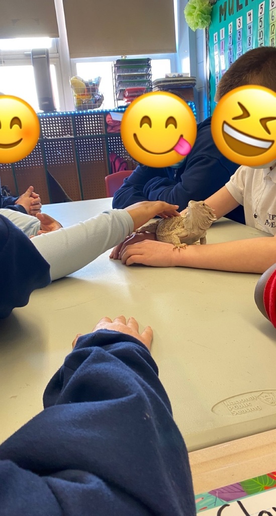 106 had a surprise visitor today! We were able to learn and hang with Ms. Mostek’s pet bearded dragon, Popcorn!