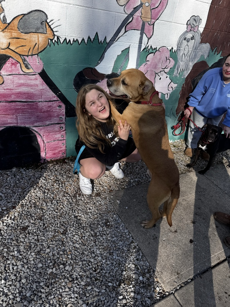 volunteering at the animal shelter 