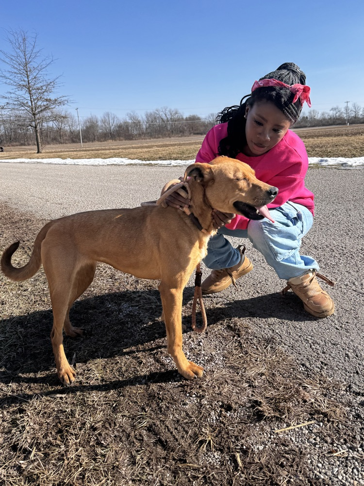 volunteering at the animal shelter 