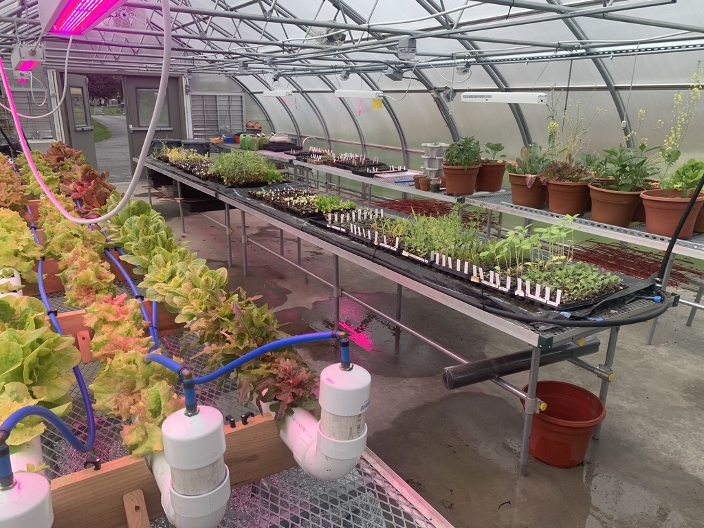 Greenhouse is looking very green 