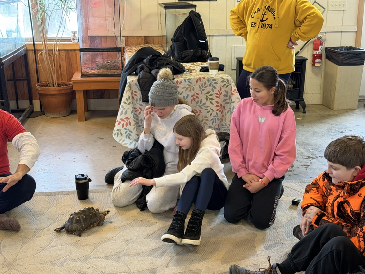 learning about turtles