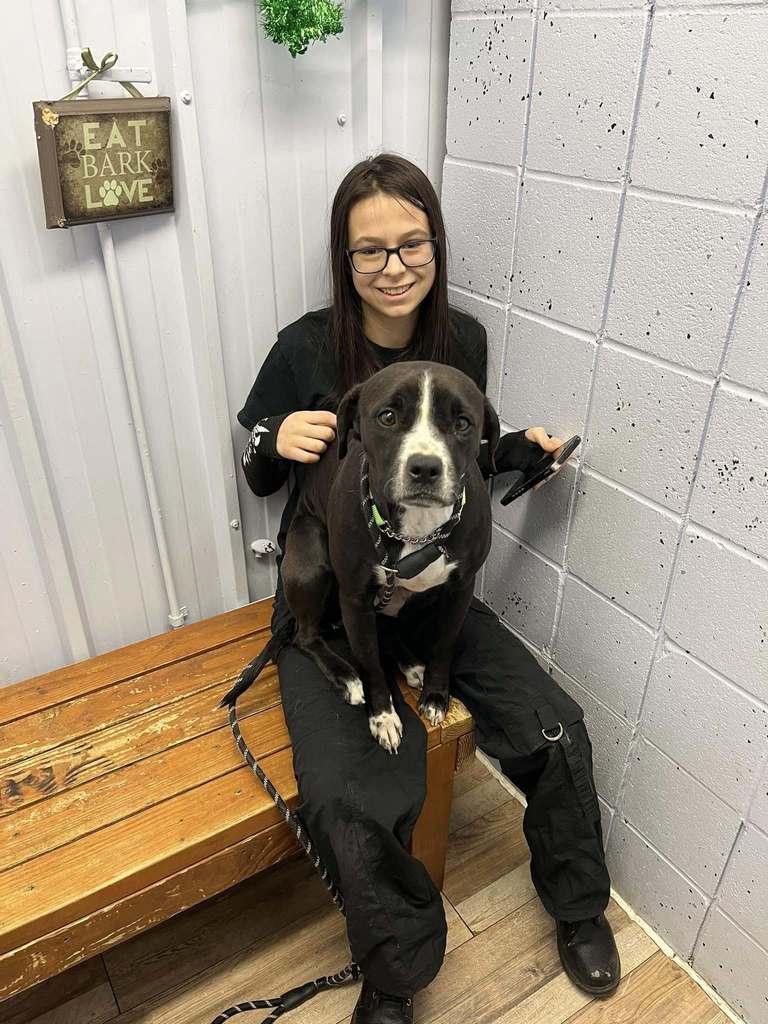 A dog sitting in a kids lap.