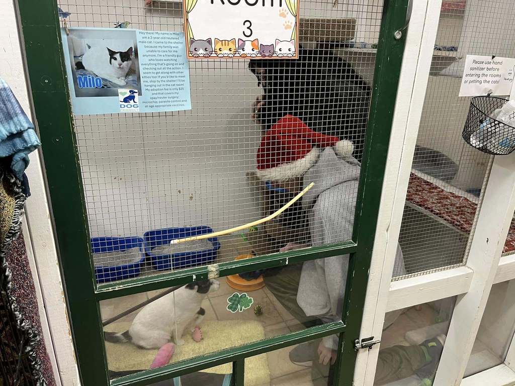 A person playing with a cat.