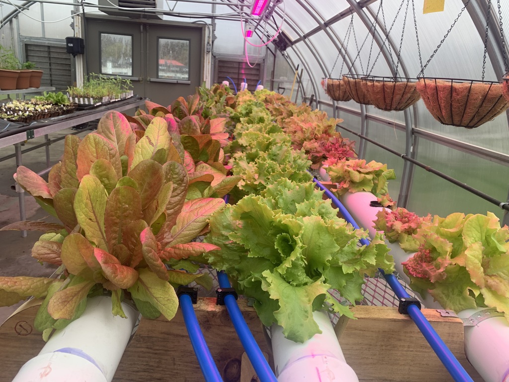 Lettuce in the grower 