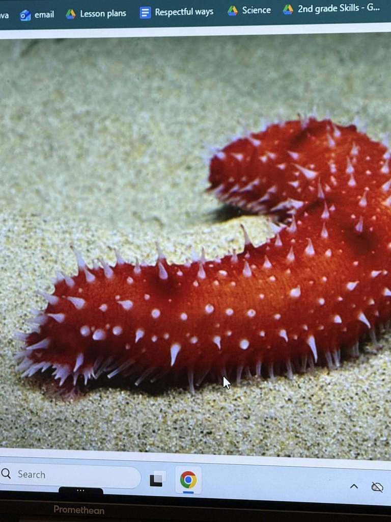 An animal that lives in the sea and it is red with white spikes. 