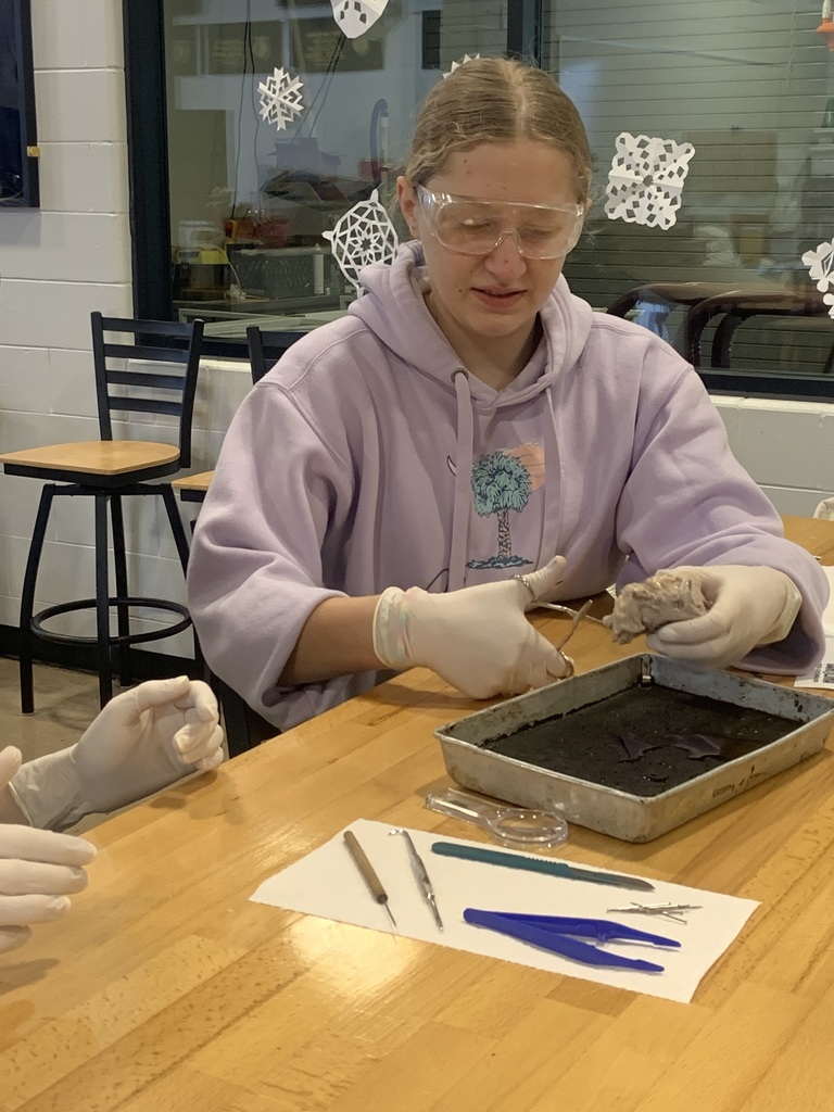 cutting into a cow eyeball