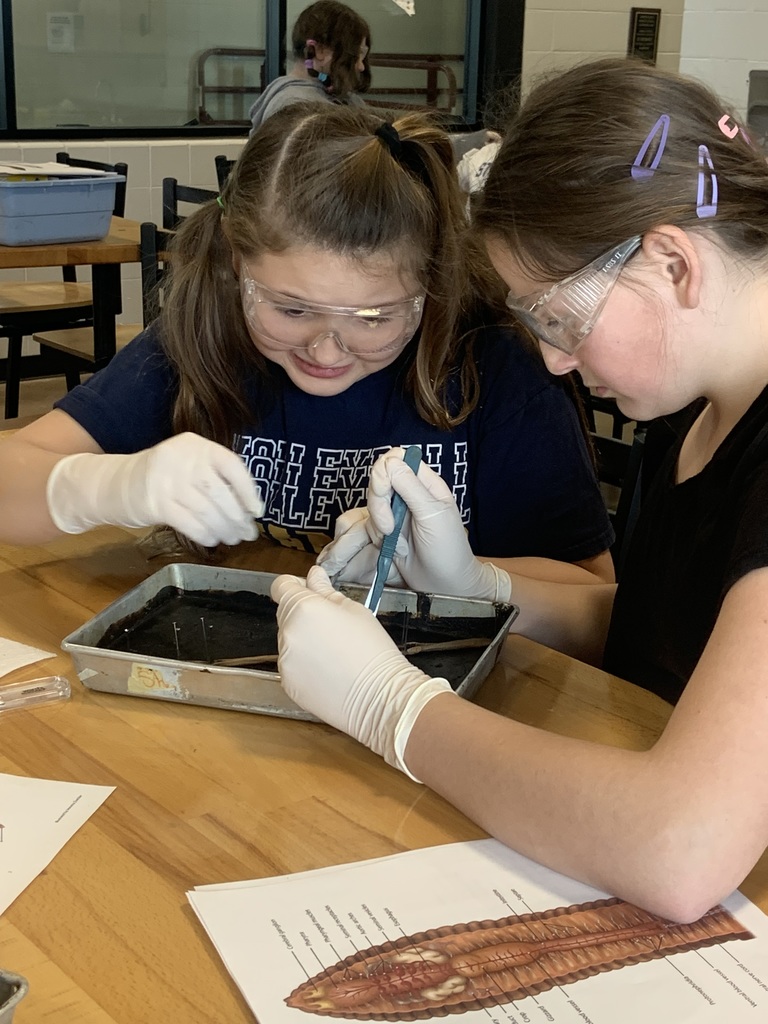 worm dissection