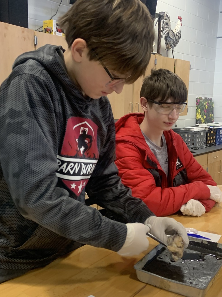 students dissecting a cow eyeball
