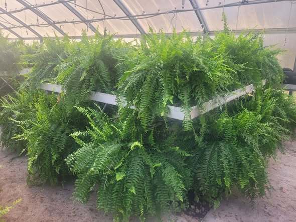 Macho Ferns picture