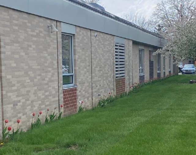 Tulips along Northside School