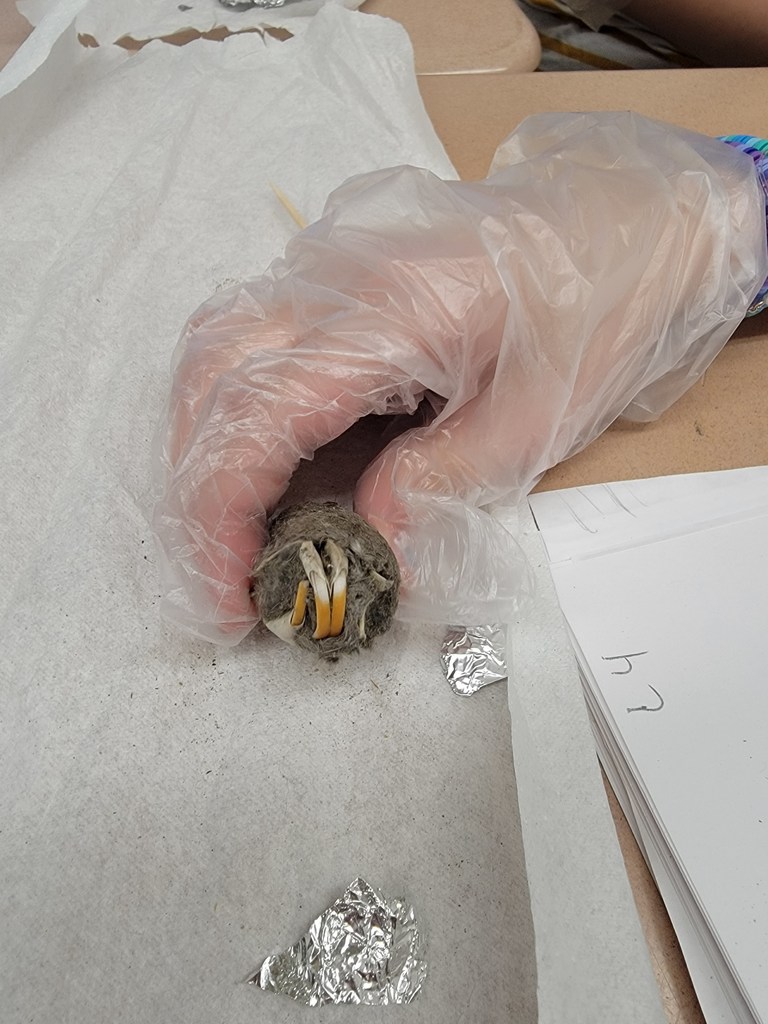 5th grade animal adaptations lab