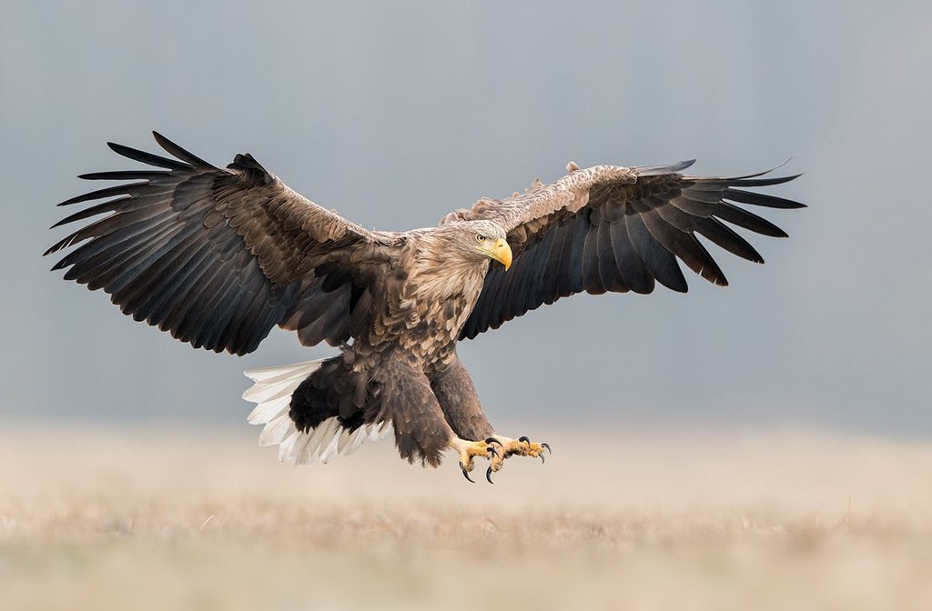 Eagle