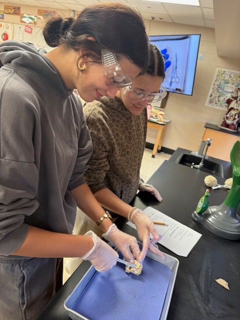 students dissecting sheep eye