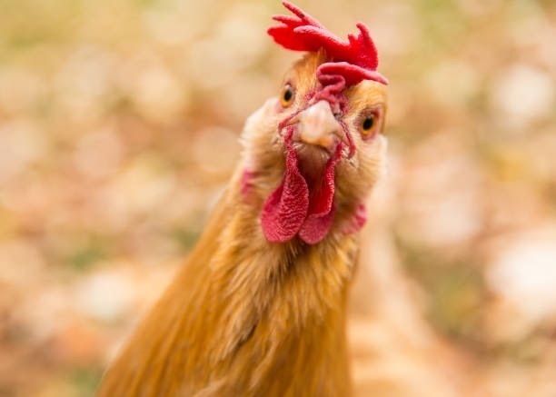 happy chicken