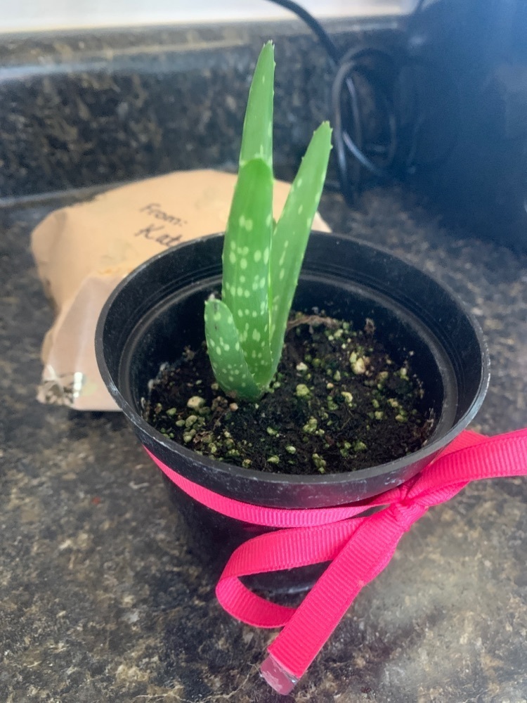 plant