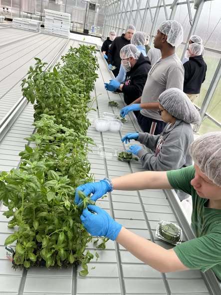 Students wearing hair nets and gloves are working with plants in a greenhouse. 