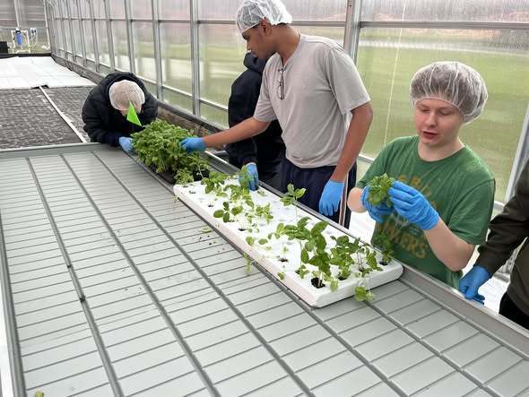 Students wearing hair nets and gloves are working with plants in a greenhouse. 