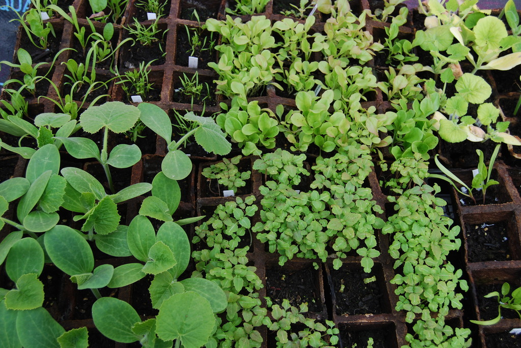 Seedlings For Sale 
