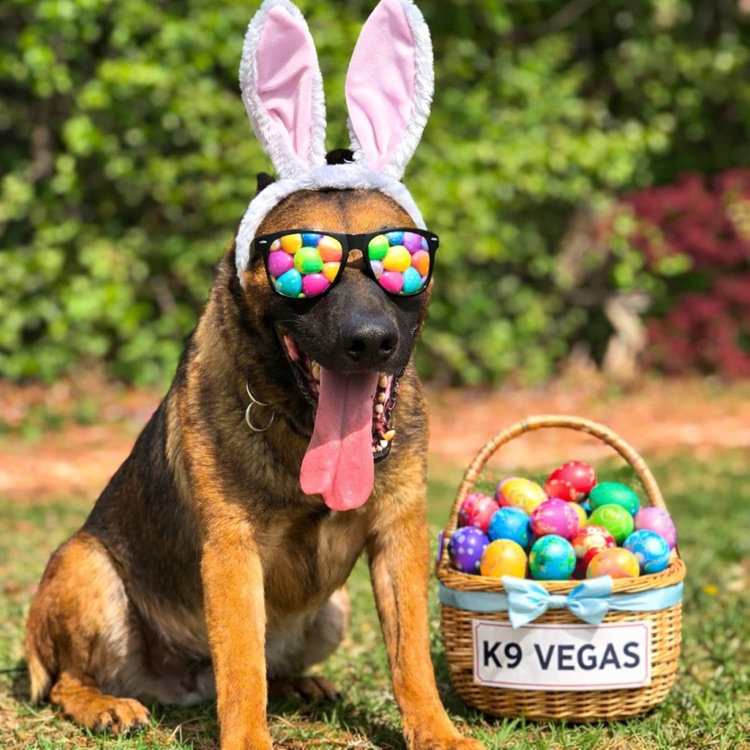 k9 Vegas wearing ears