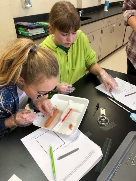 dissection