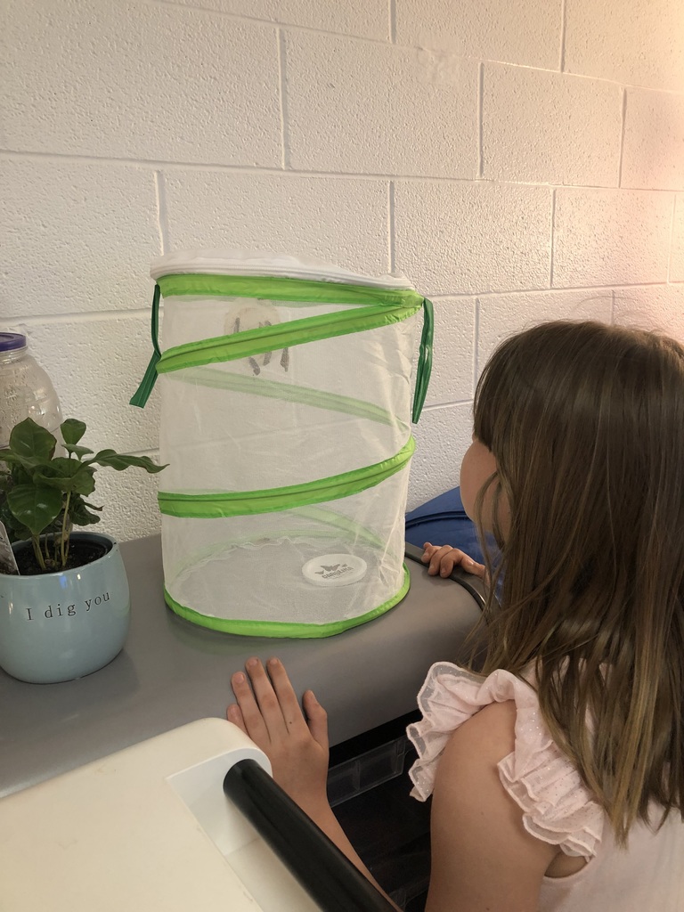 girl watching butterflies hatch from chrysalis