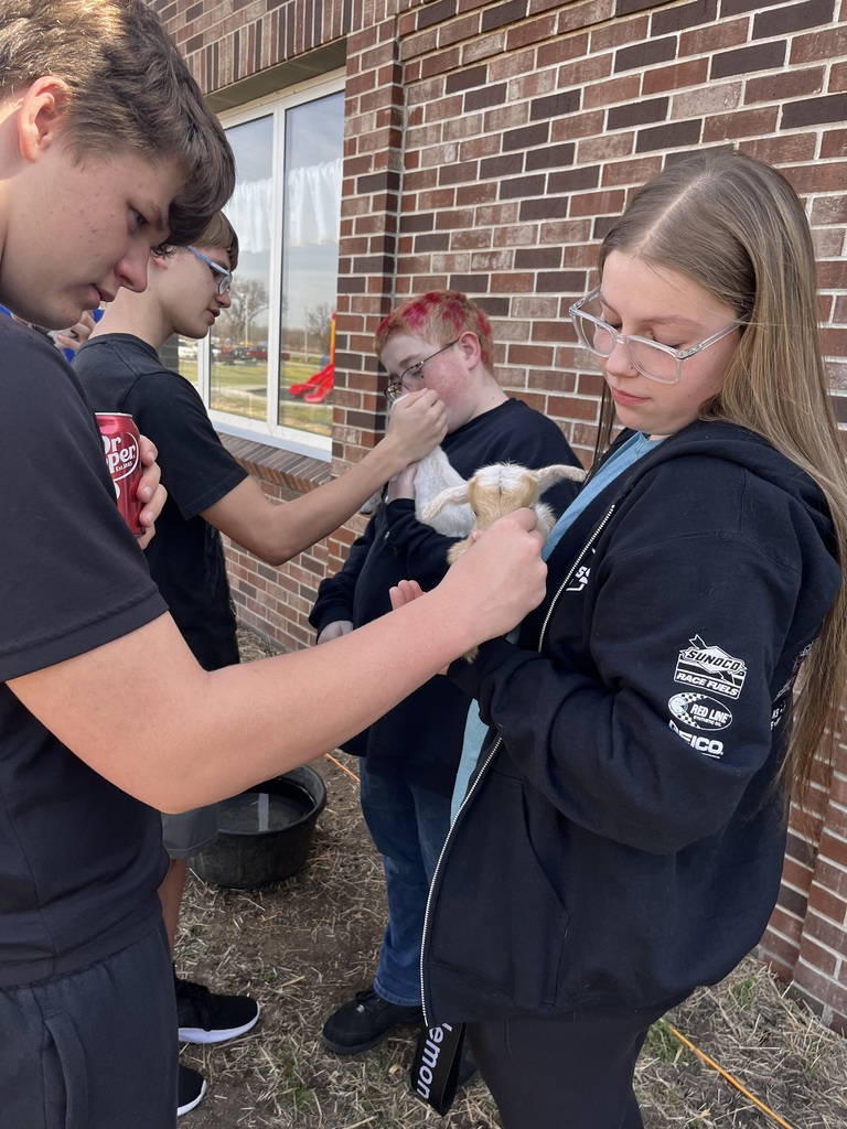 baby goat and students