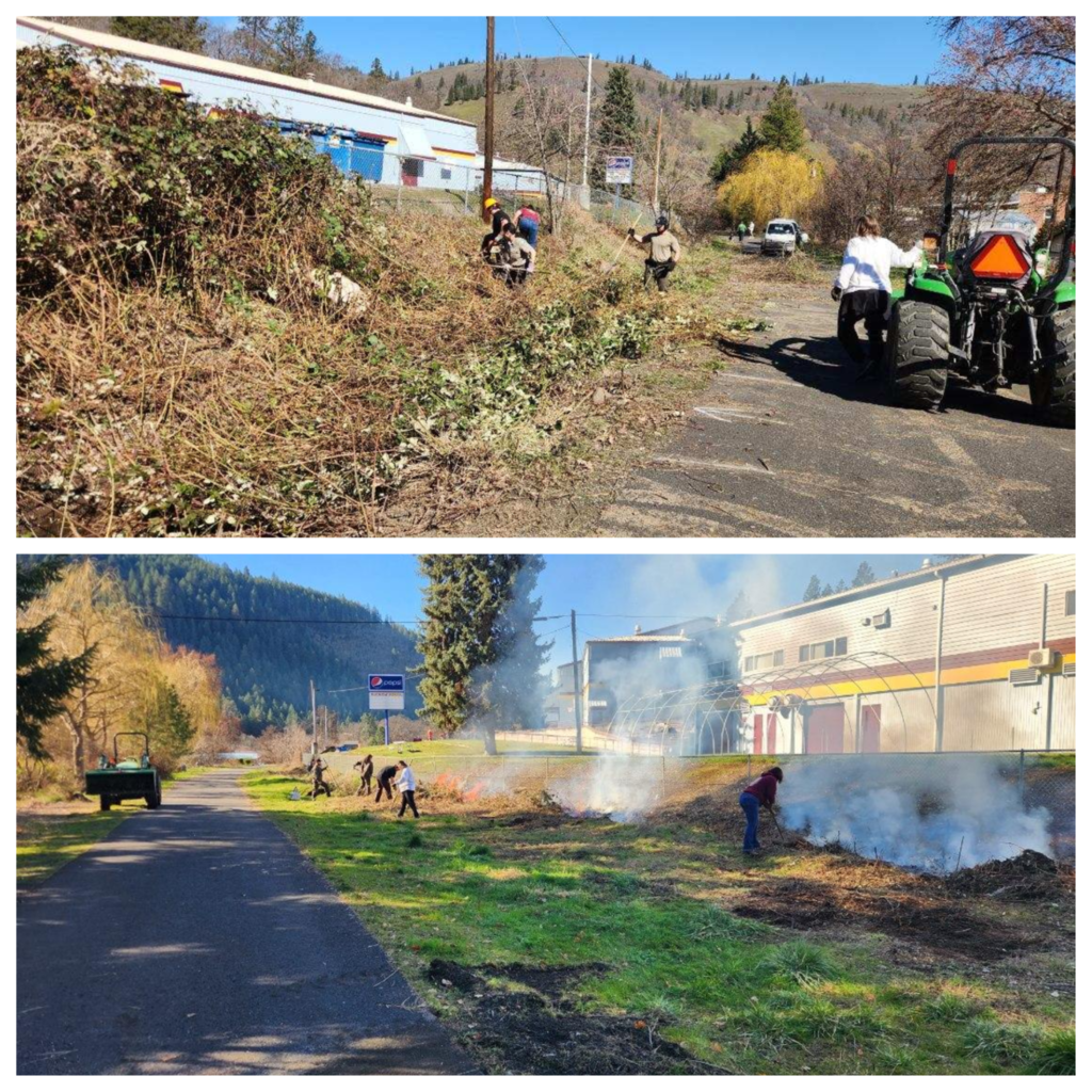 Klickitat staff and park rangers removing the blackberry bushes nearby the Klickitat Highschool. Image taken on Monday, March 2nd
